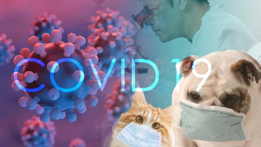 COVID-19 新冠病毒与宠物