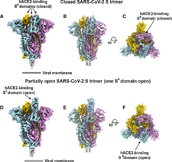 SARS-CoV-2 S蛋白结构和与受体hACE2结合示意图 （Structure, Function, and Antigenicity of the SARSCoV-2 Spike Glycoprotein）