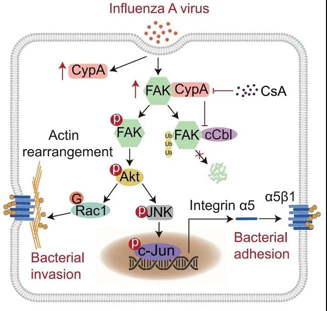 流感病毒通过诱导宿主蛋白CypA的表达上调促进细菌共感染的模式图